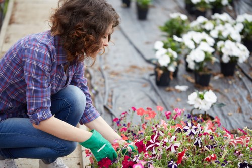 A person with curly brown hair, dressed in a blue and red plaid shirt and blue jeans, is crouching in a landscaped garden during daytime, tending to a bed of vibrant pink, purple, and white flowering plants. The garden features a paved pathway on one side and a row of potted flowering plants, predominantly white, arranged along the edge. The background includes neatly maintained soil and garden containers, with natural light illuminating the scene, highlighting the lush greenery and the vivid colours of the flowers, which are typical of a well-maintained outdoor space in Herne Hill. This setting exemplifies professional gardening practices such as planting and caring for flower beds, aligning with services offered by Gardening Services Herne Hill in the local area, focused on enhancing outdoor aesthetic and garden health.