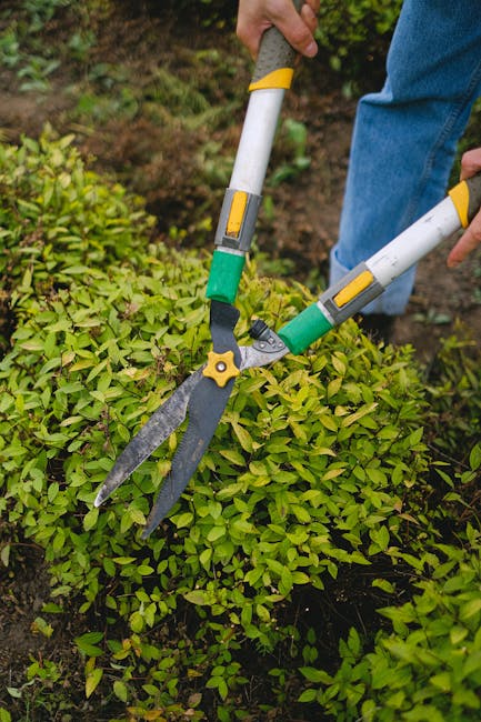 Close-up view of a person gardening outdoors in a well-maintained garden, using extendable hedge shears to trim a dense, vibrant green hedge. The hands, wearing no gloves, hold the shears with yellow 