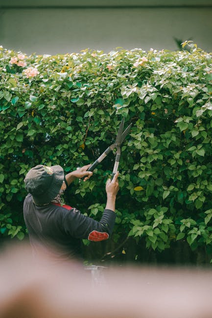 Close-up view of a person gardening outdoors in a well-maintained garden, using extendable hedge shears to trim a dense, vibrant green hedge. The hands, wearing no gloves, hold the shears with yellow 