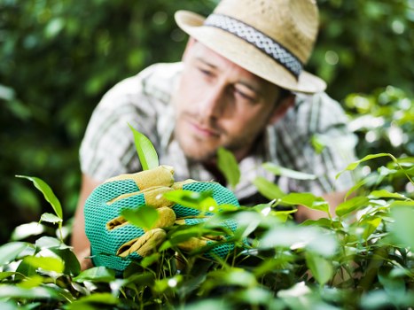 Seasonal garden maintenance by Herne Hill gardening experts